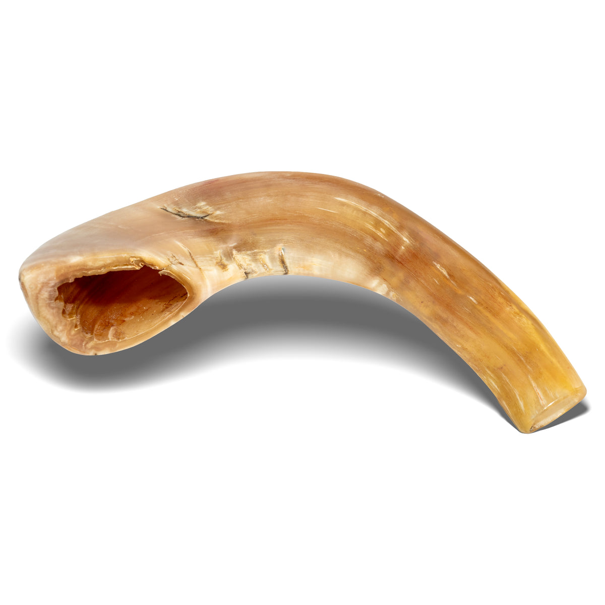 Shofar de Carnero 13.4–14.6 in (34–37 cm)
