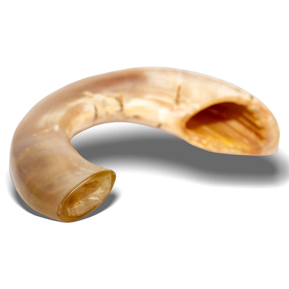 Shofar de Carnero 13.4–14.6 in (34–37 cm)