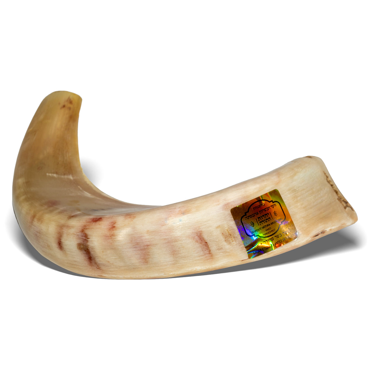 Ram Shofar — 28 to 33 cm