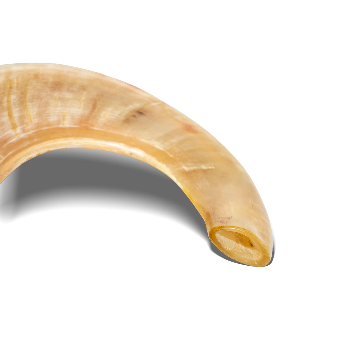 Ram Shofar — 28 to 33 cm