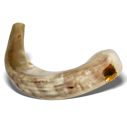 Shofar de Carnero 15–16.5 in (38–42 cm)