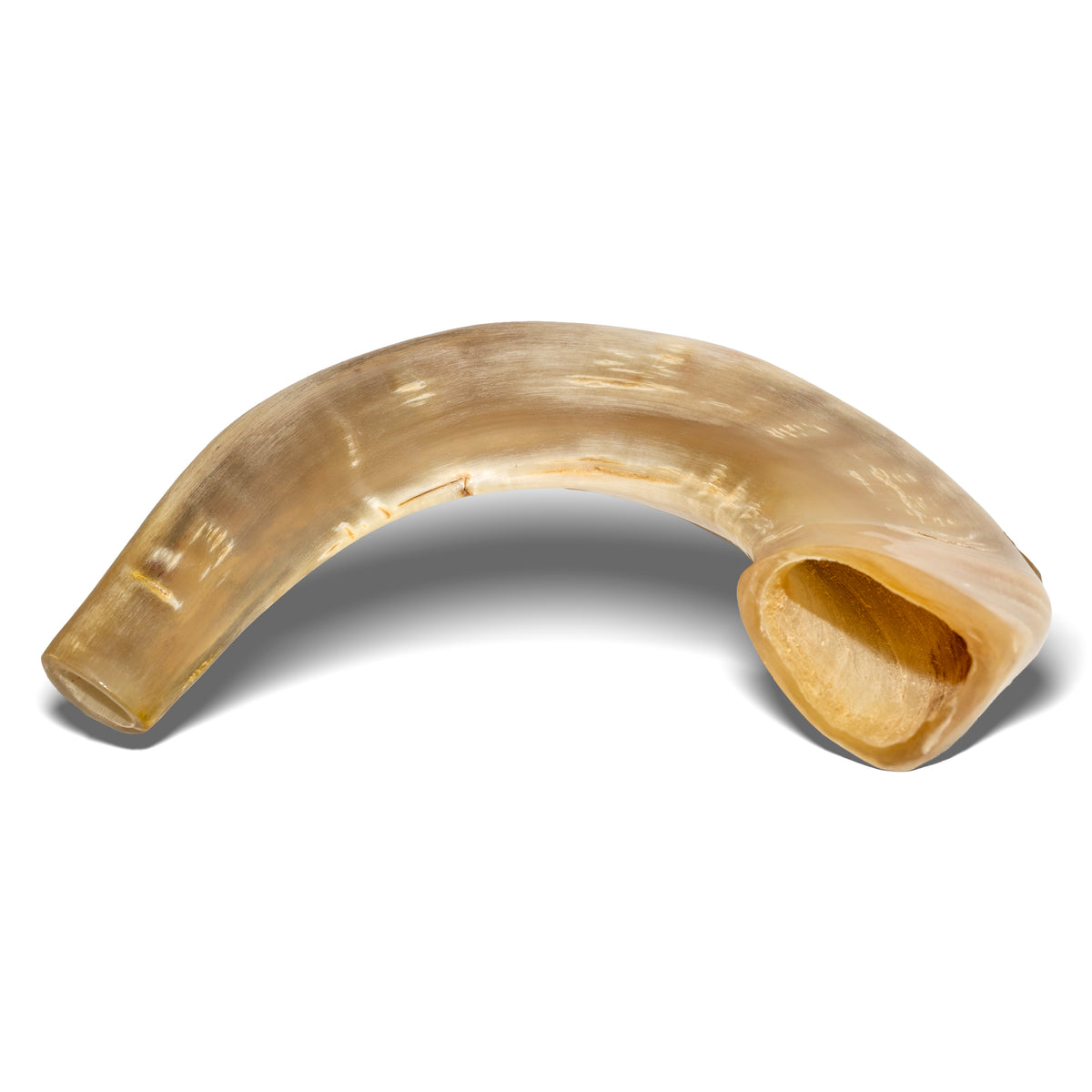 Shofar de Carnero 15–16.5 in (38–42 cm)