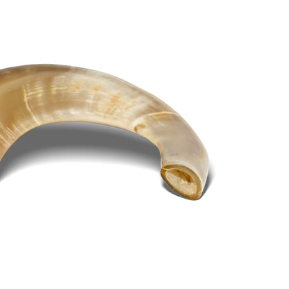 Shofar de Carnero 15–16.5 in (38–42 cm)