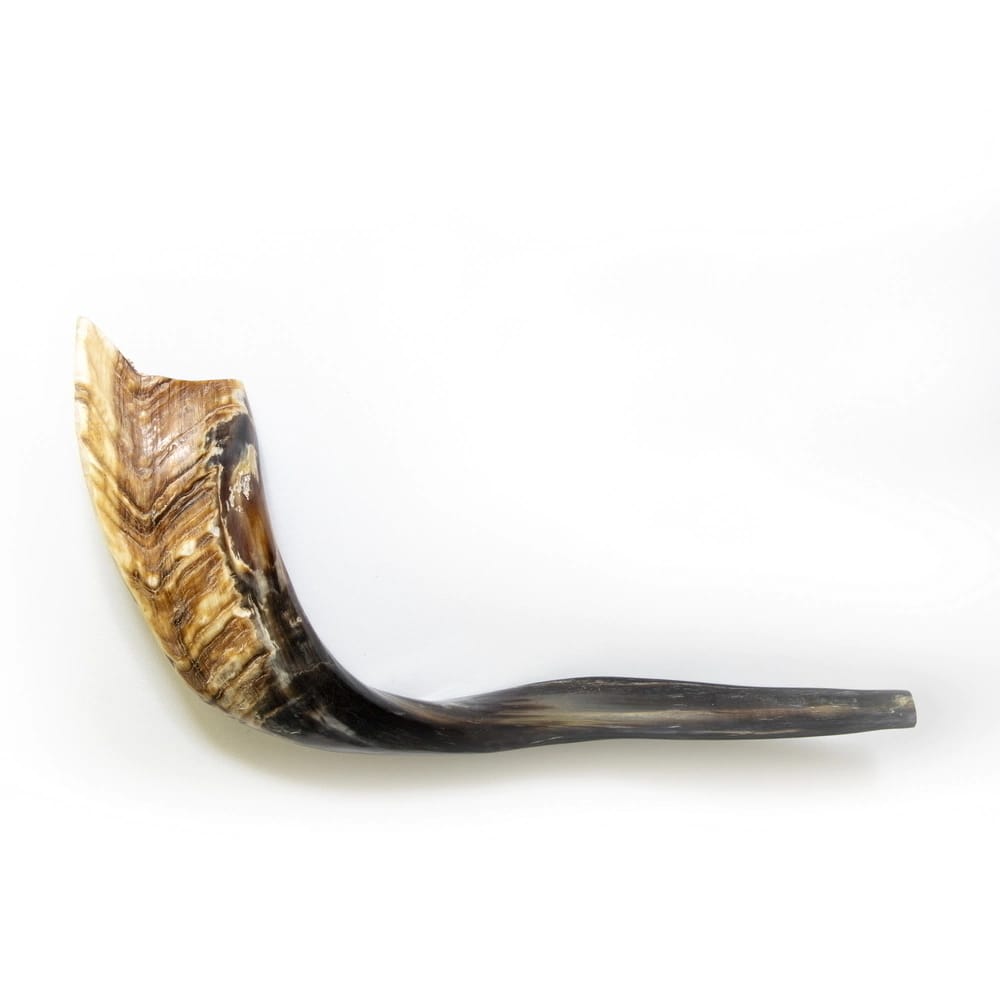 Shofar de Cabra 17.7–21.7 in (45–55 cm)