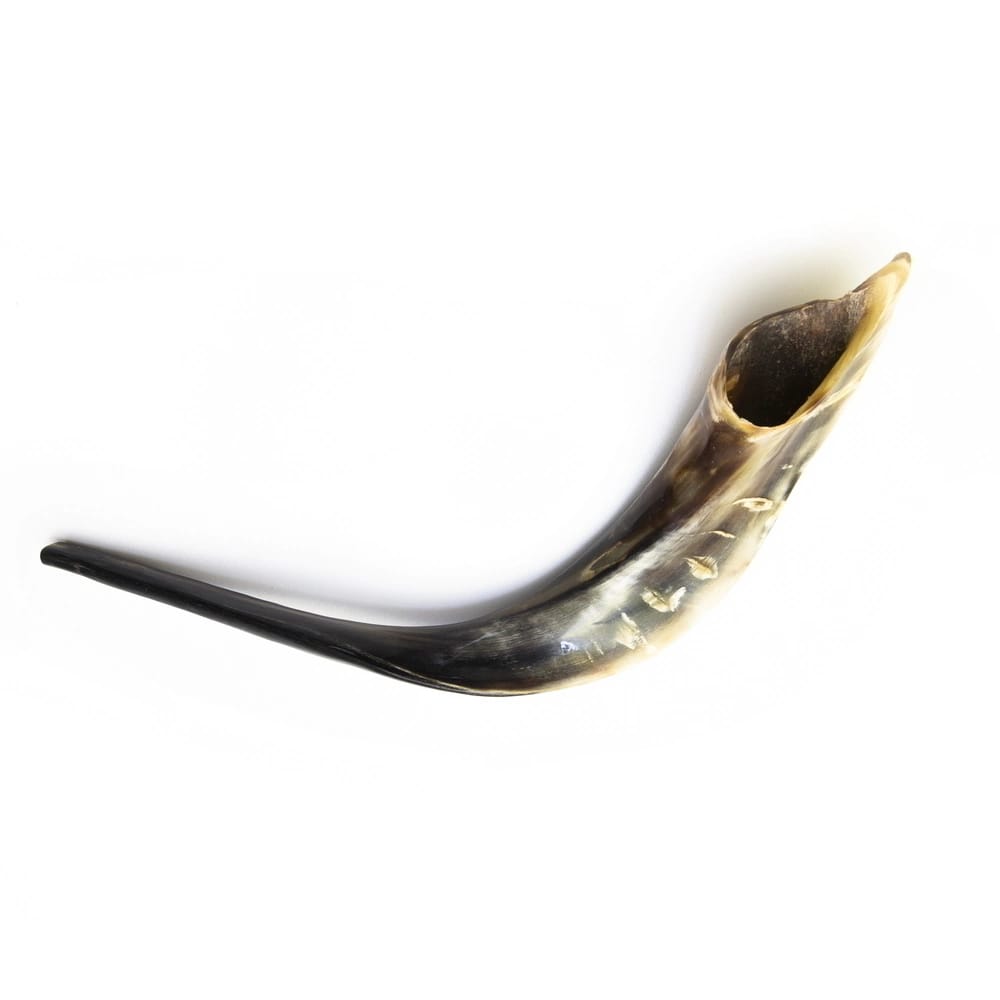 Shofar de Cabra 17.7–21.7 in (45–55 cm)