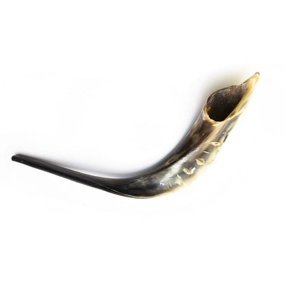 Shofar de Cabra 17.7–21.7 in (45–55 cm)