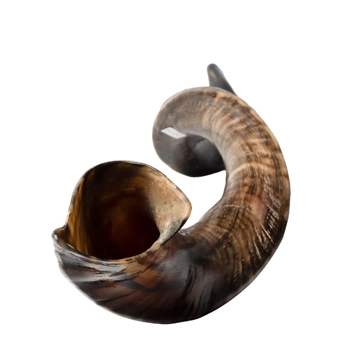 Shofar de Antílope/Yemenita Jumbo 41.7–45.3 in (106–115 cm)