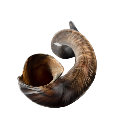 Shofar de Antílope/Yemenita Jumbo 41.7–45.3 in (106–115 cm)