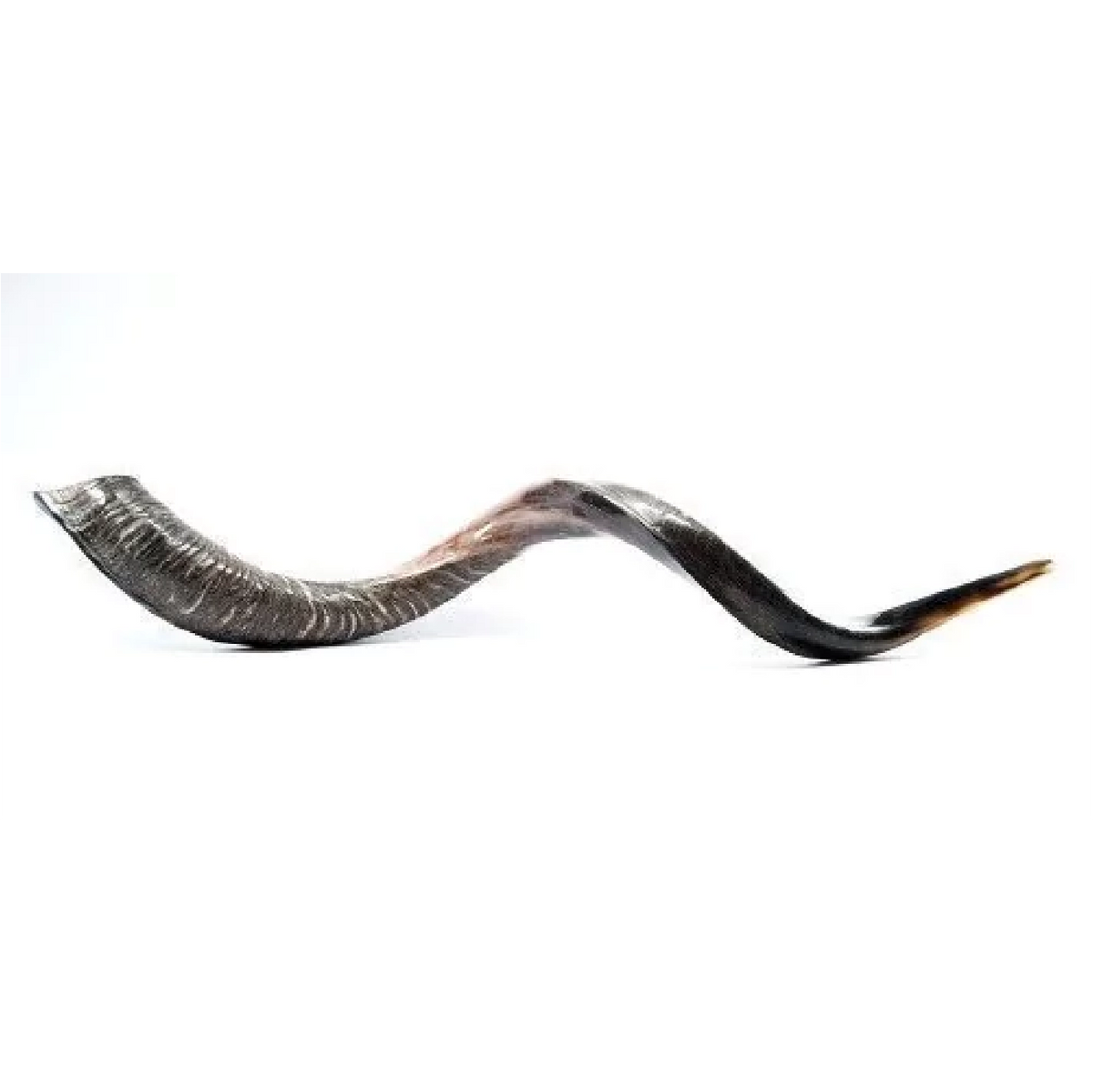 Shofar de Antílope/Yemenita Jumbo 41.7–45.3 in (106–115 cm)