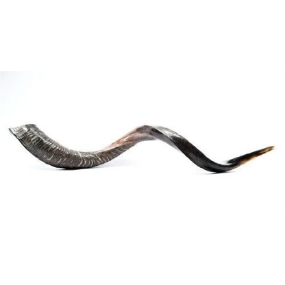Shofar de Antílope/Yemenita Jumbo 41.7–45.3 in (106–115 cm)