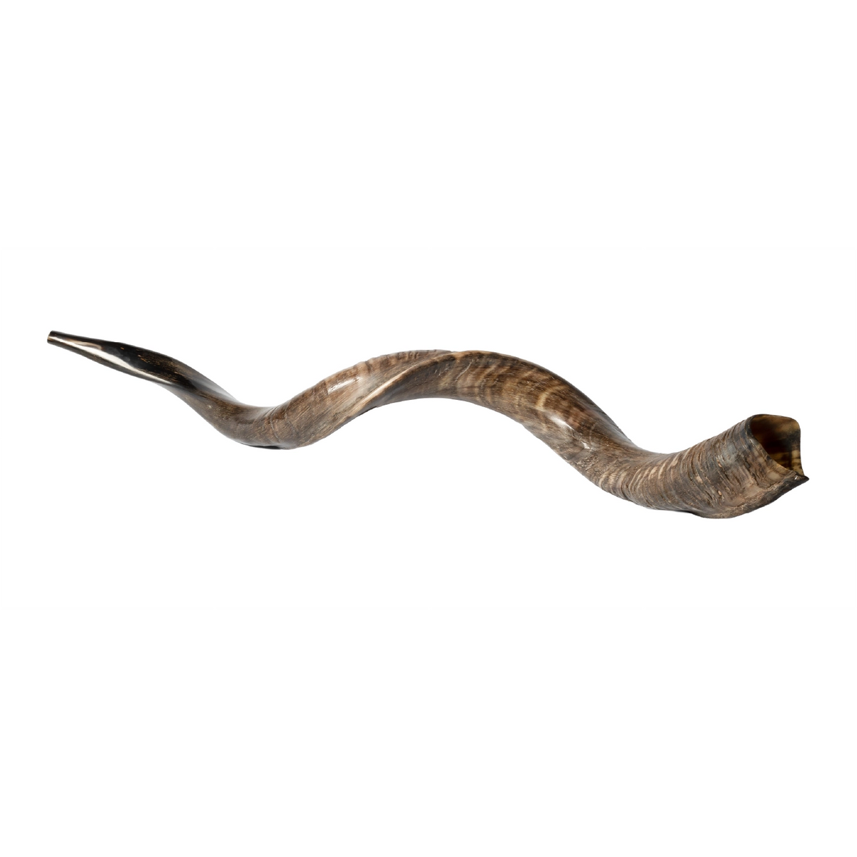 Shofar de Antílope/Yemenita Jumbo 41.7–45.3 in (106–115 cm)