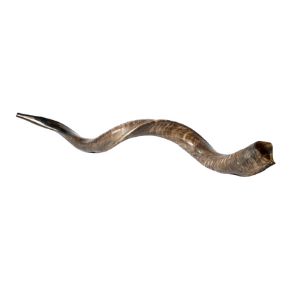 Shofar de Antílope/Yemenita Jumbo 41.7–45.3 in (106–115 cm)
