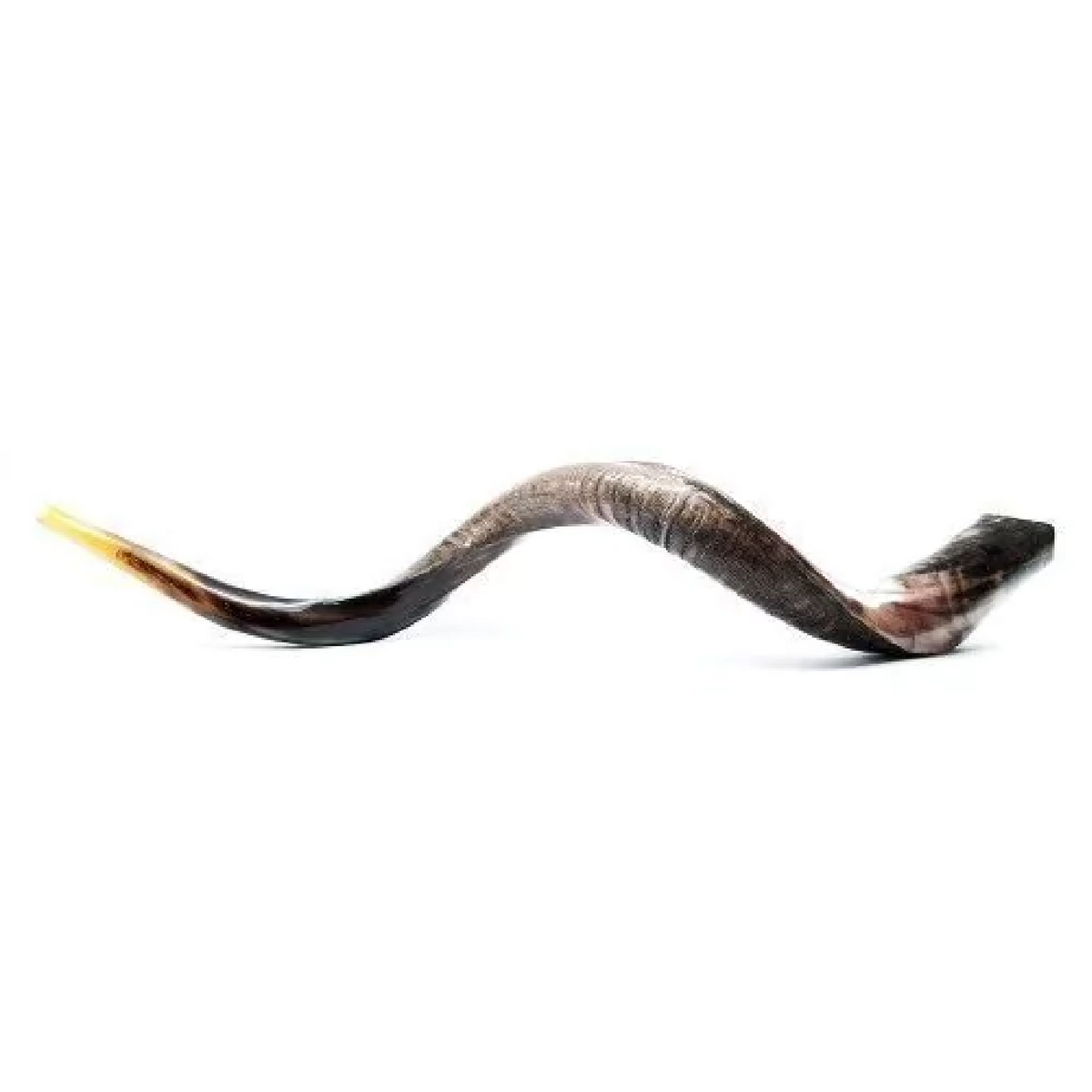 Shofar de Antílope/Yemenita Jumbo 41.7–45.3 in (106–115 cm)