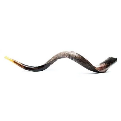 Shofar de Antílope/Yemenita Jumbo 41.7–45.3 in (106–115 cm)