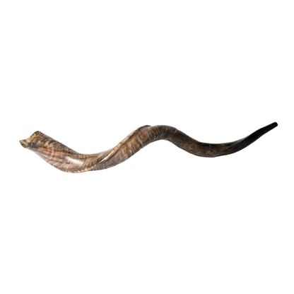 Shofar de Antílope/Yemenita Jumbo 41.7–45.3 in (106–115 cm)