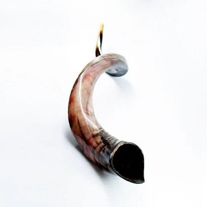 Shofar de Antílope/Yemenita Jumbo 41.7–45.3 in (106–115 cm)