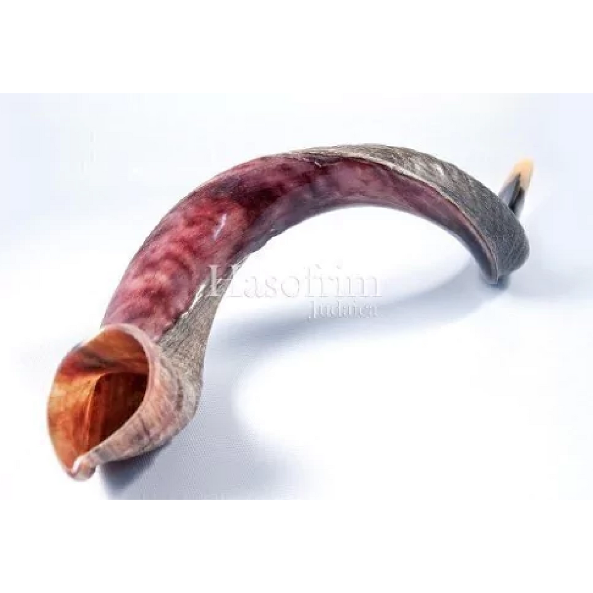 Shofar de Antílope/Yemenita Jumbo 41.7–45.3 in (106–115 cm)