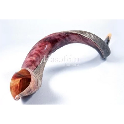 Shofar de Antílope/Yemenita Jumbo 41.7–45.3 in (106–115 cm)