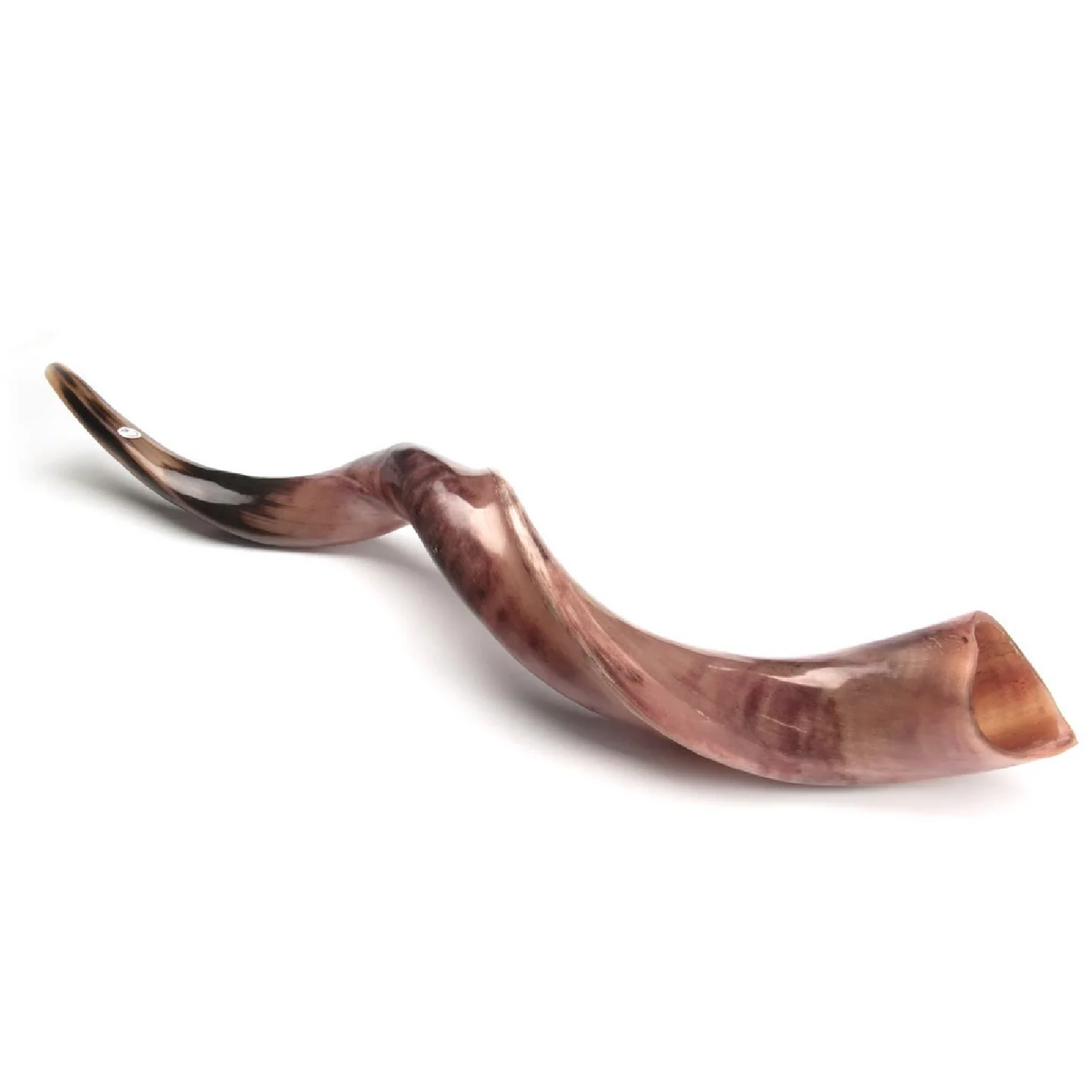 Shofar de Antílope Kudu 34.6–37.4 in (88–95 cm)