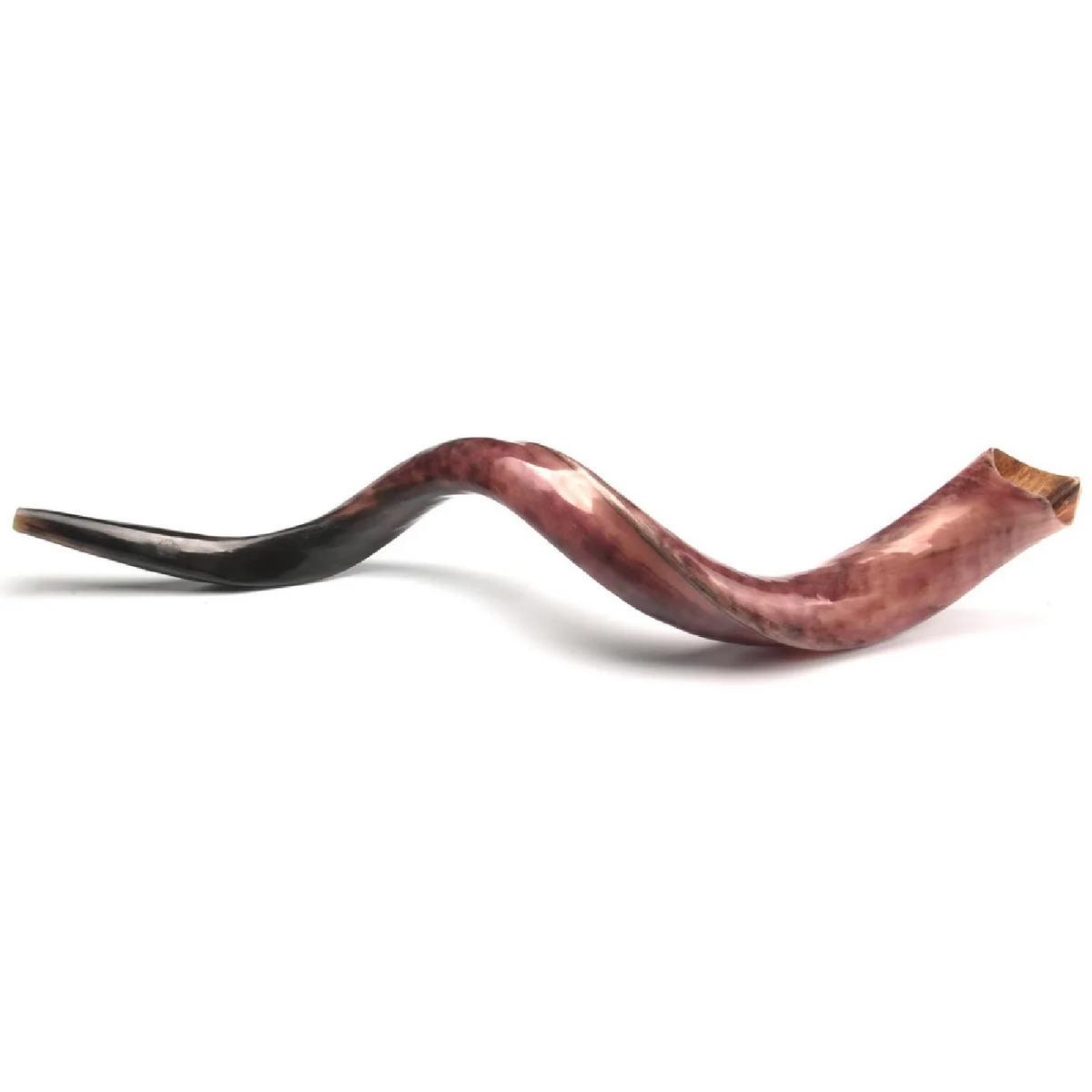 Shofar de Antílope Kudu 34.6–37.4 in (88–95 cm)