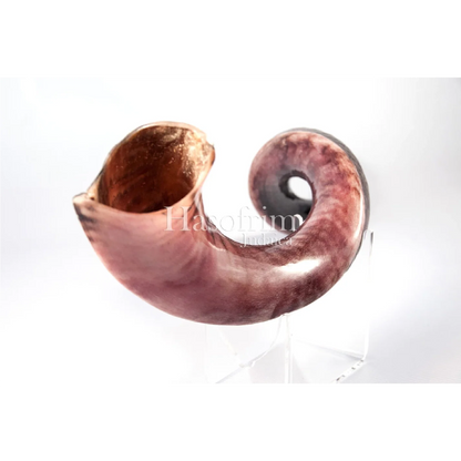 Shofar de Antílope Kudu 34.6–37.4 in (88–95 cm)