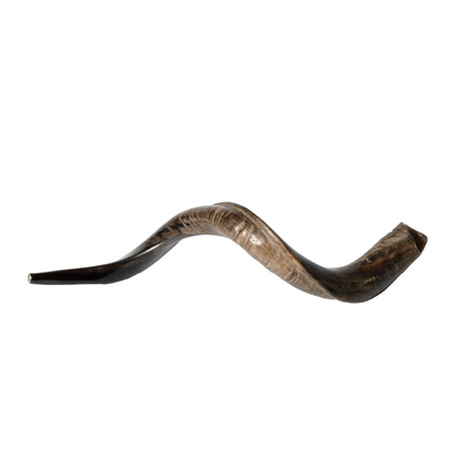 Shofar de Antílope Kudu 34.6–37.4 in (88–95 cm)