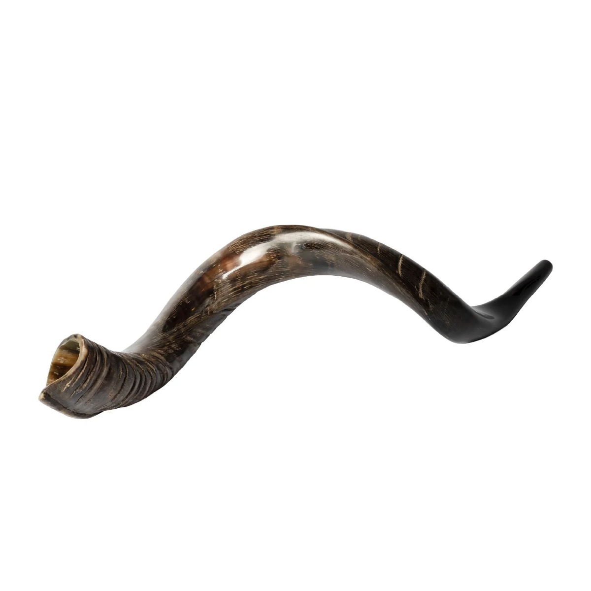 Shofar de Antílope Kudu 34.6–37.4 in (88–95 cm)