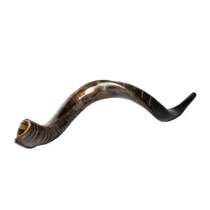 Shofar de Antílope Kudu 34.6–37.4 in (88–95 cm)
