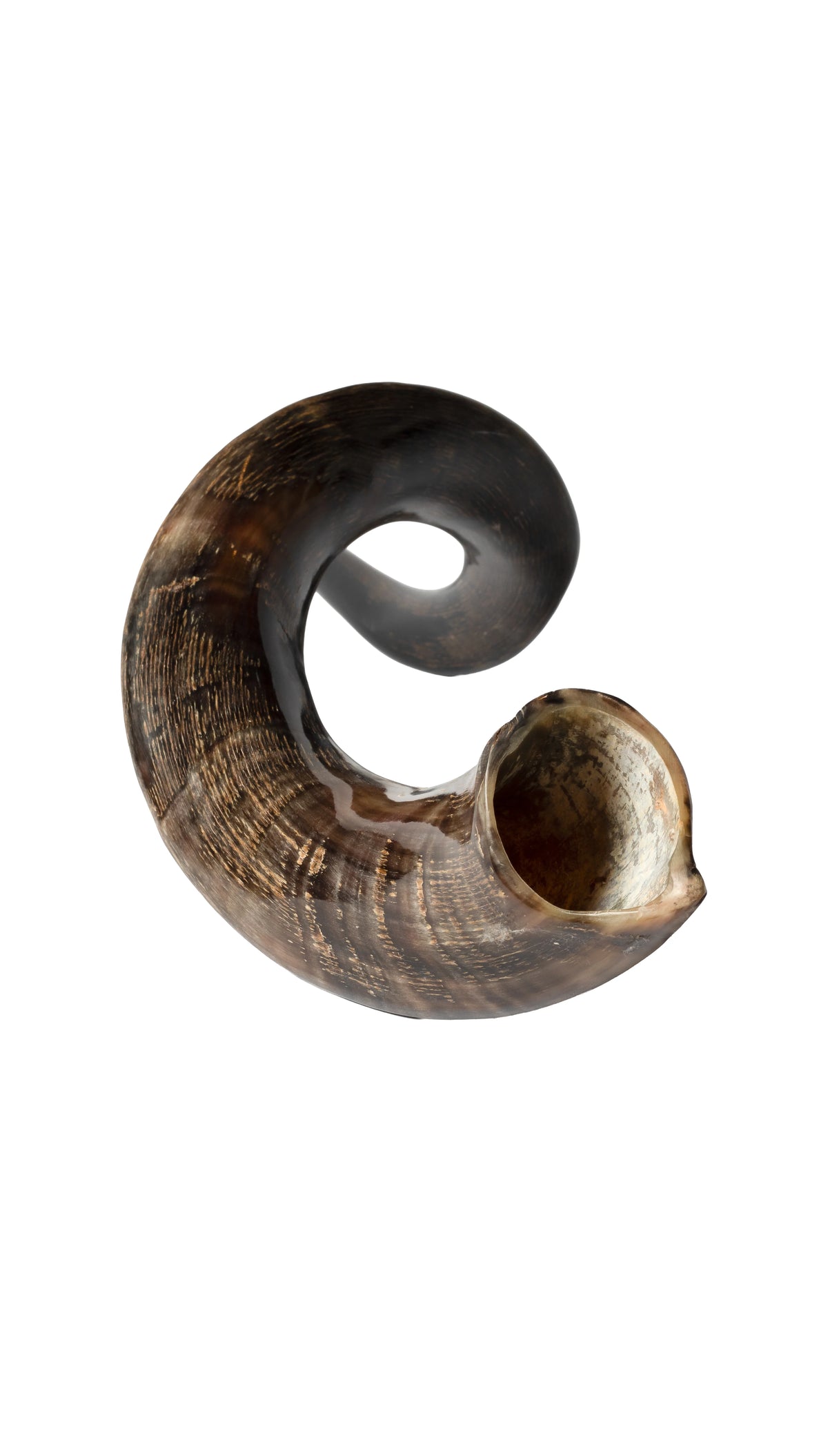 Shofar de Antílope Kudu 34.6–37.4 in (88–95 cm)