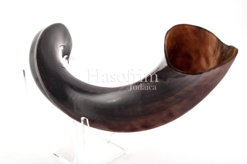 Shofar de Antílope/Iemenita 19.7–23.2 in (50–59 cm)