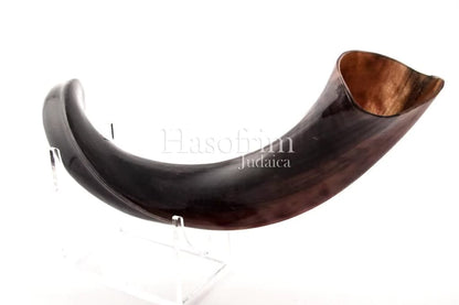 Shofar de Antílope/Iemenita 19.7–23.2 in (50–59 cm)