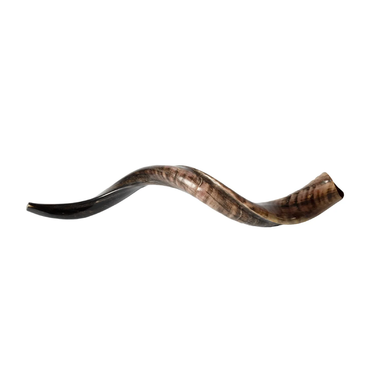 Shofar de Antílope/Yemenita 31.5–34.3 in (80–87 cm)