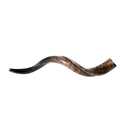 Shofar de Antílope/Yemenita 31.5–34.3 in (80–87 cm)