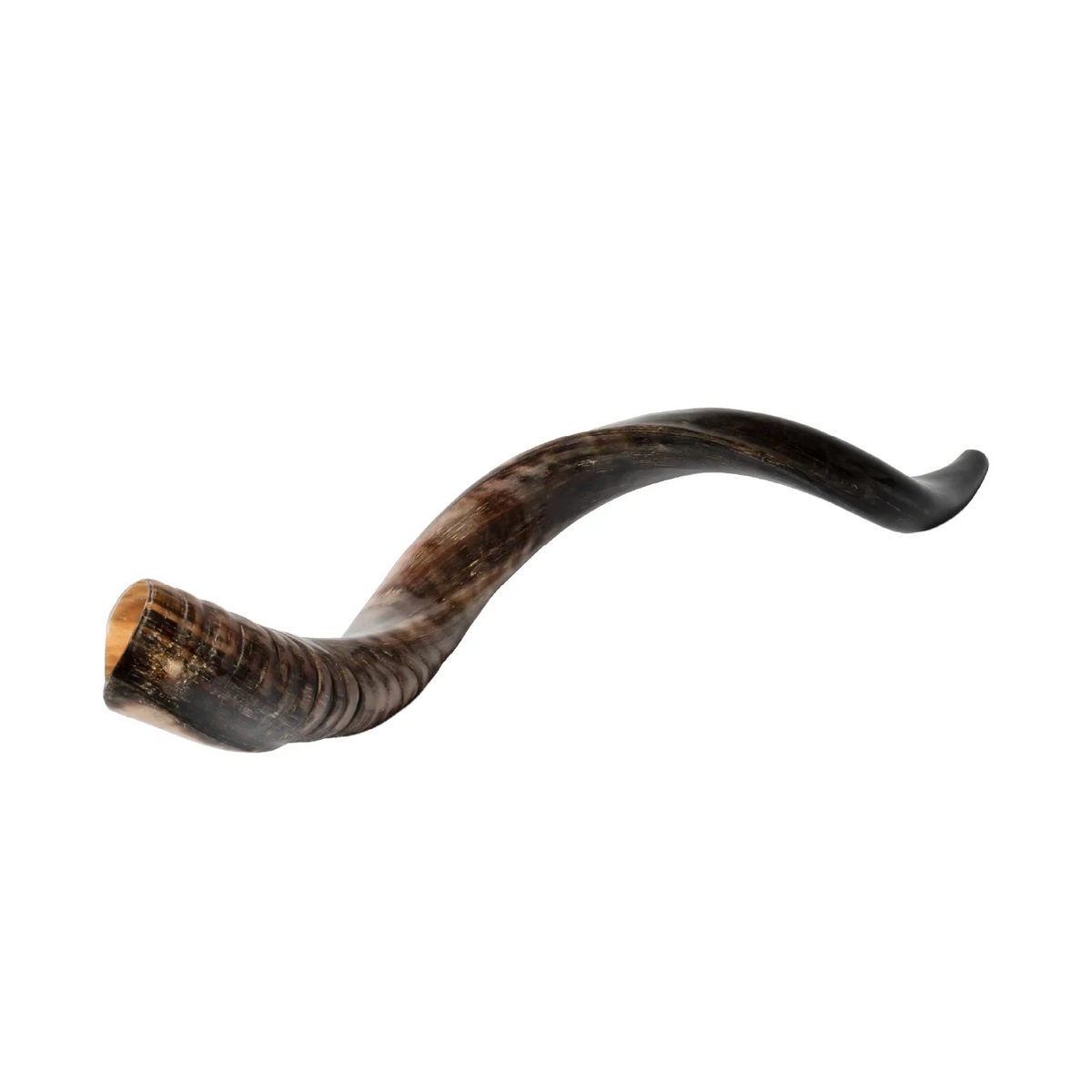 Shofar de Antílope/Yemenita 31.5–34.3 in (80–87 cm)