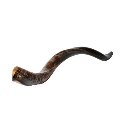 Shofar de Antílope/Yemenita 31.5–34.3 in (80–87 cm)