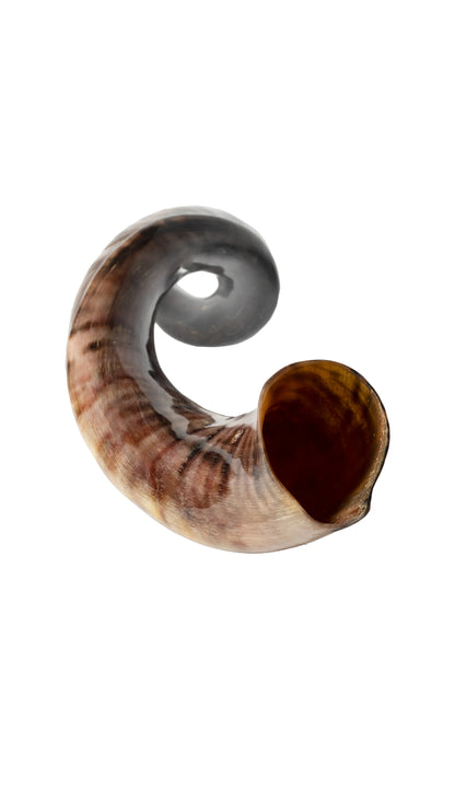 Shofar de Antílope/Yemenita 31.5–34.3 in (80–87 cm)