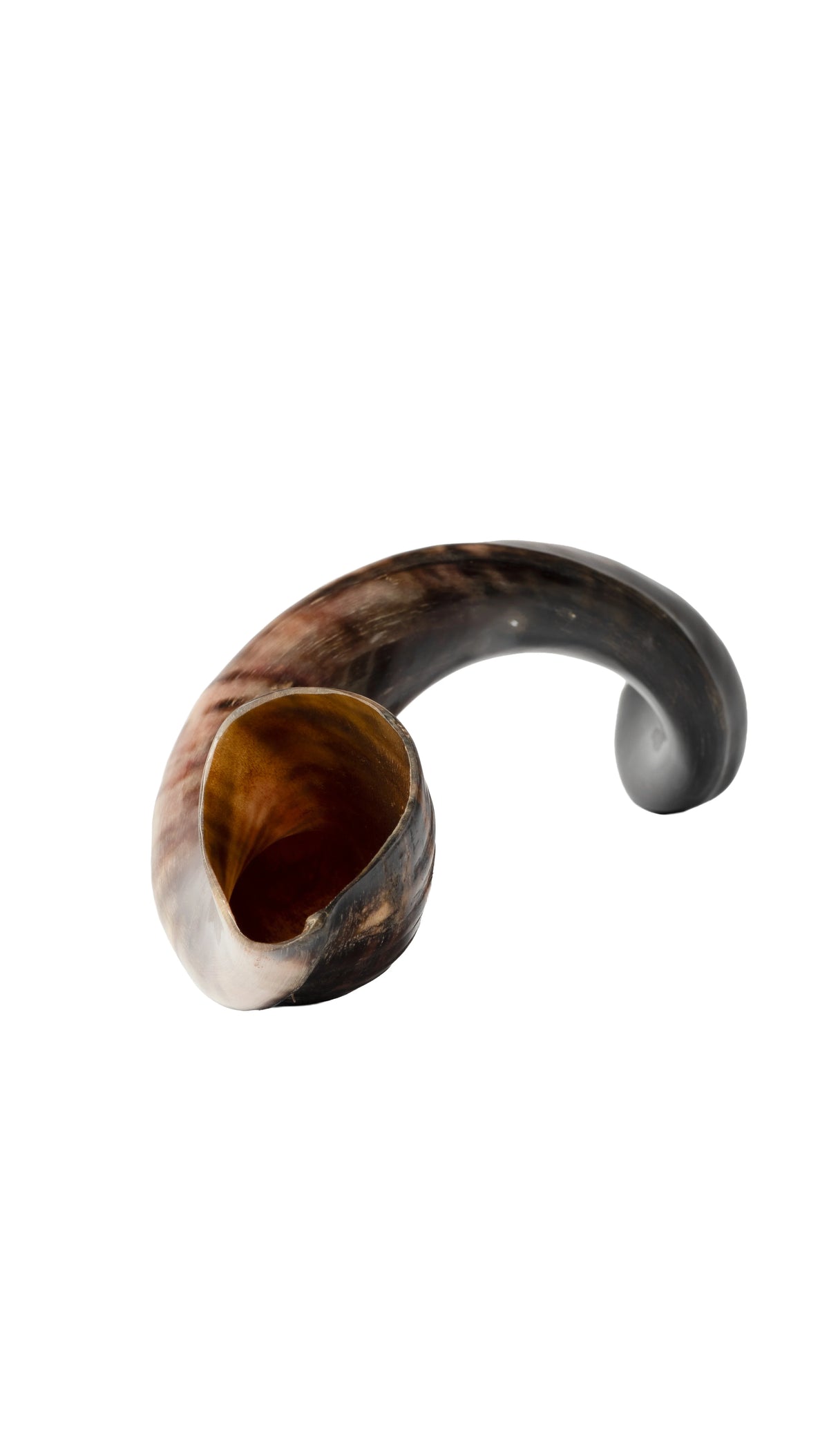 Shofar de Antílope/Yemenita 31.5–34.3 in (80–87 cm)