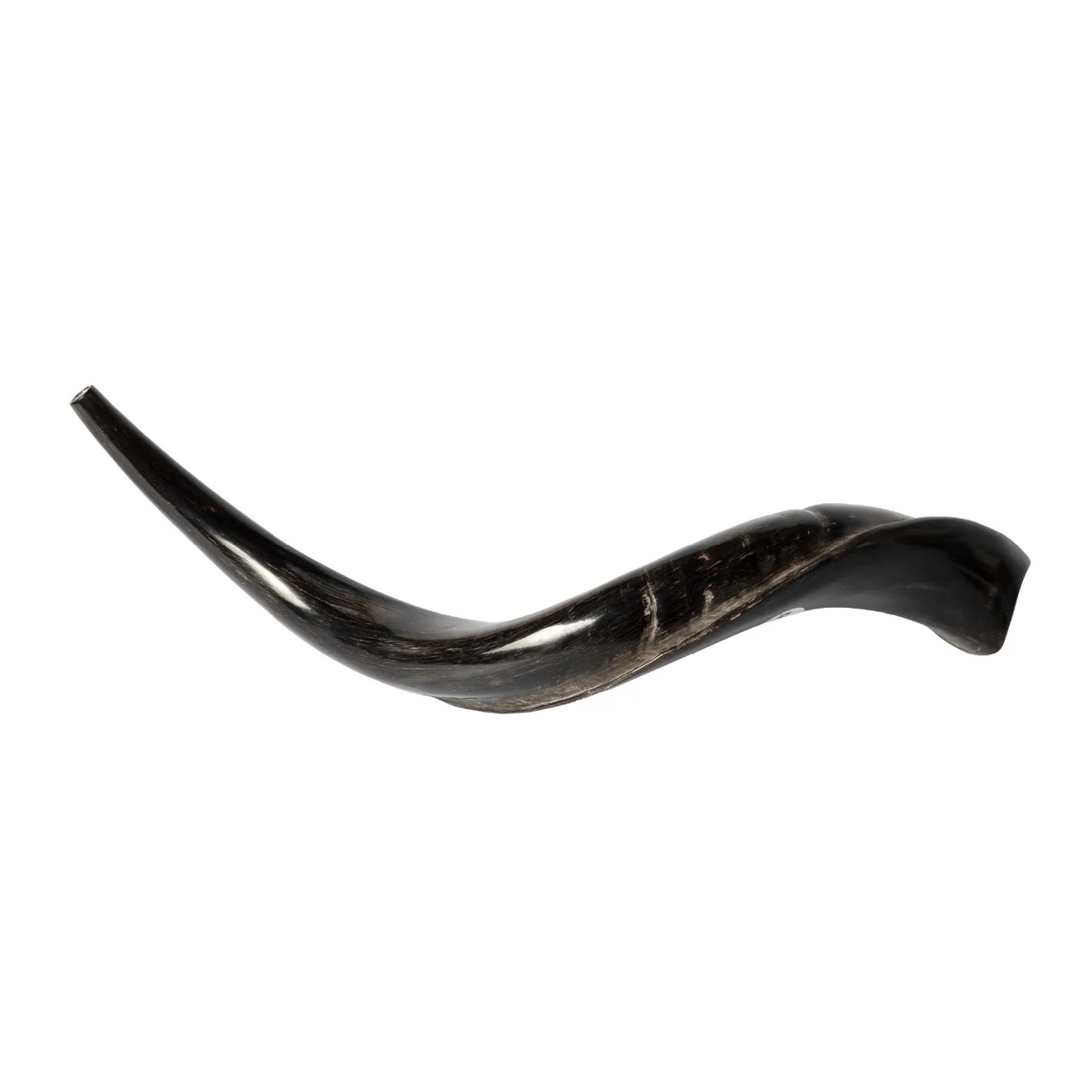 Shofar de Antílope/Yemenita 23.6–27.2 in (60–69 cm)