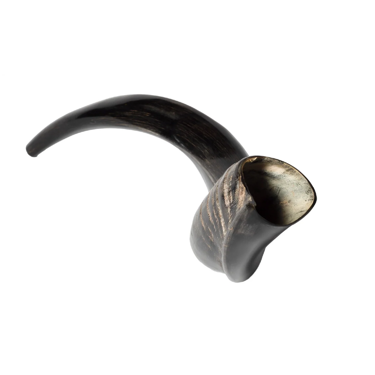 Shofar de Antílope/Yemenita 23.6–27.2 in (60–69 cm)