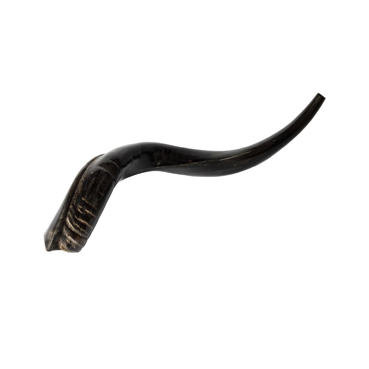 Shofar de Antílope/Yemenita 23.6–27.2 in (60–69 cm)