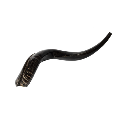 Shofar de Antílope/Yemenita 23.6–27.2 in (60–69 cm)