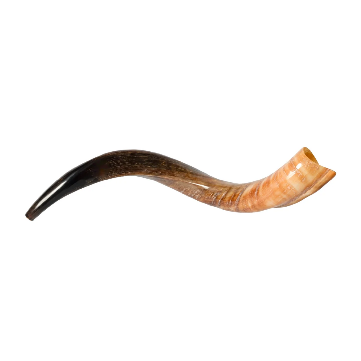 Shofar de Antílope/Yemenita 23.6–27.2 in (60–69 cm)