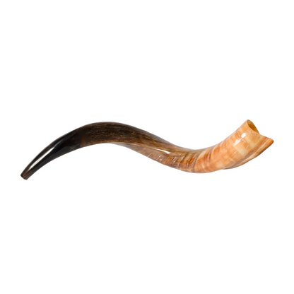 Shofar de Antílope/Yemenita 23.6–27.2 in (60–69 cm)