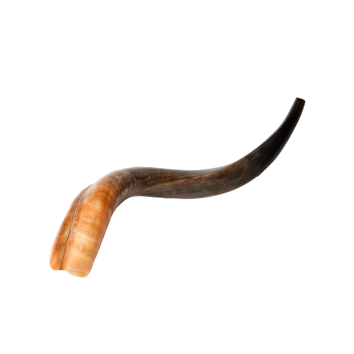 Shofar de Antílope/Yemenita 23.6–27.2 in (60–69 cm)