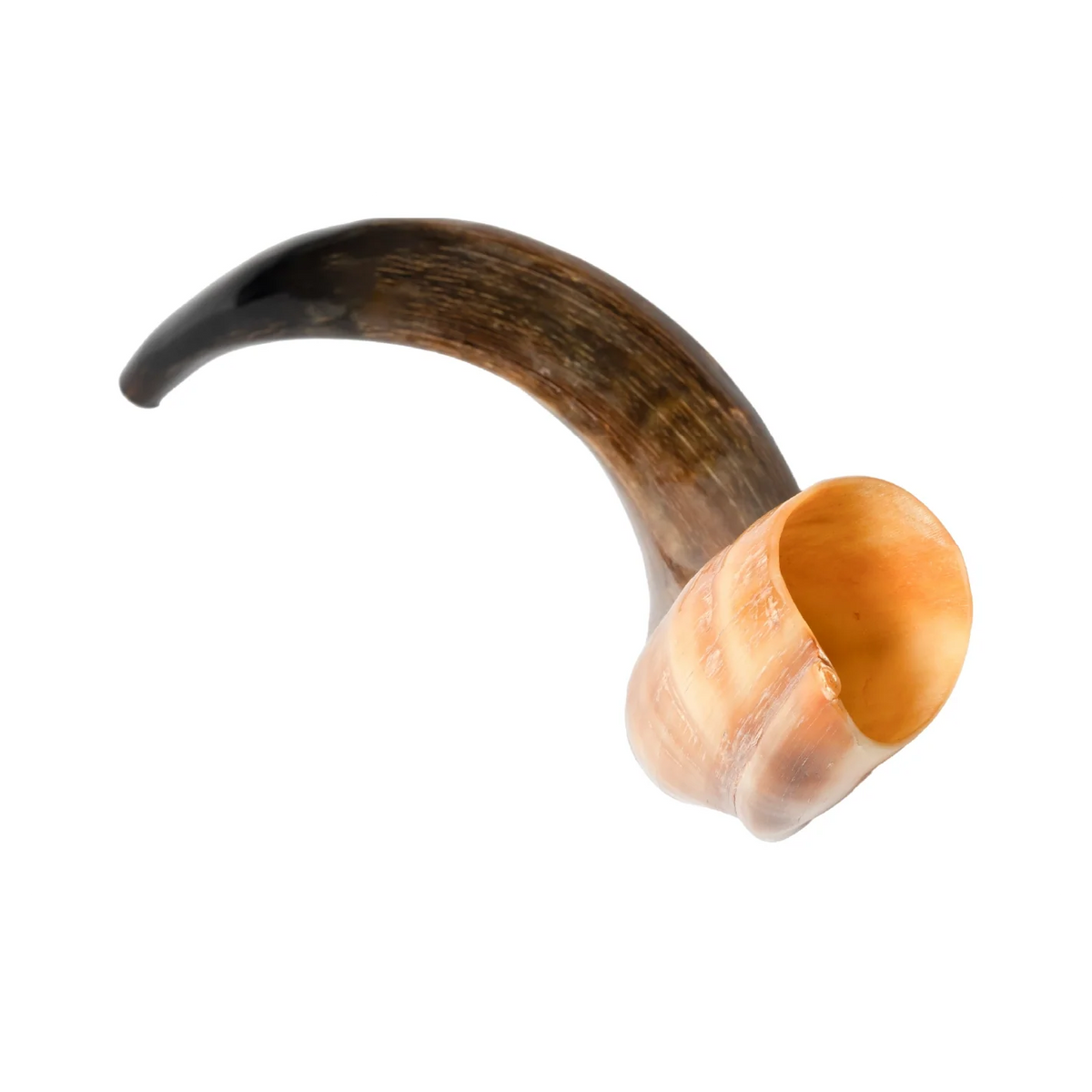 Shofar de Antílope/Yemenita 23.6–27.2 in (60–69 cm)