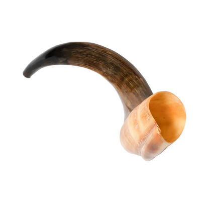 Shofar de Antílope/Yemenita 23.6–27.2 in (60–69 cm)