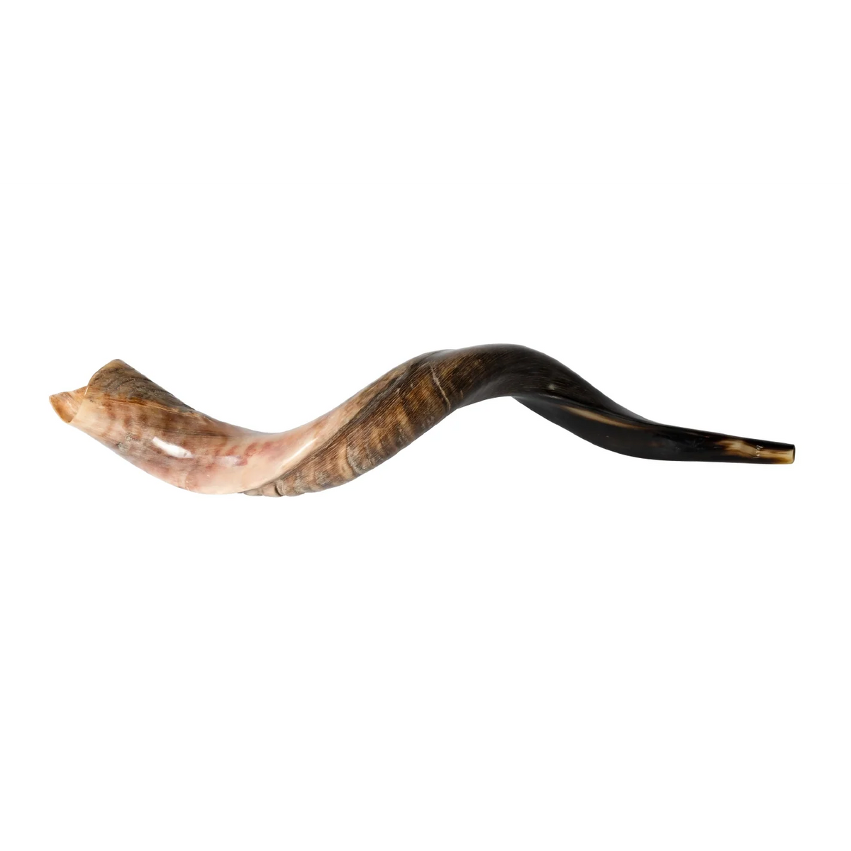Shofar de Antílope/Iemenita 27.6–31.1 in (70–79 cm)