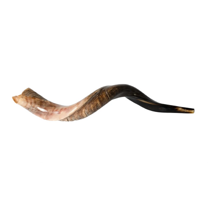 Shofar de Antílope/Iemenita 27.6–31.1 in (70–79 cm)