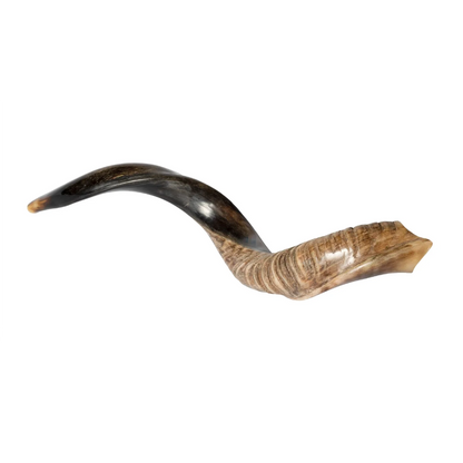 Shofar de Antílope/Iemenita 27.6–31.1 in (70–79 cm)