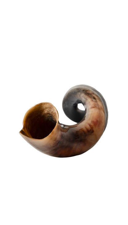 Shofar de Antílope/Iemenita 27.6–31.1 in (70–79 cm)